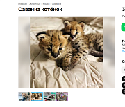 В Новосибирске породистых котят продают за 300 тысяч рублей