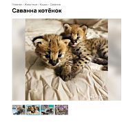 Милых пятнистых котят породы саванна продают за 300 тысяч в Новосибирске