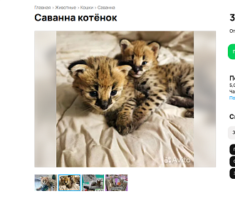 Милых пятнистых котят породы саванна продают за 300 тысяч в Новосибирске