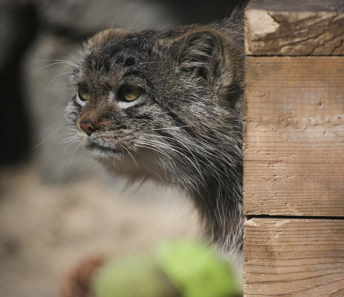 Манулята съехали от родителей в собственные вольеры — смотрим видео