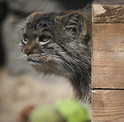 Манулята съехали от родителей в собственные вольеры — смотрим видео