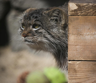Манулята съехали от родителей в собственные вольеры — смотрим видео
