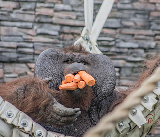 17 тонн овощей и фруктов принесли в зоопарк новосибирские дачники