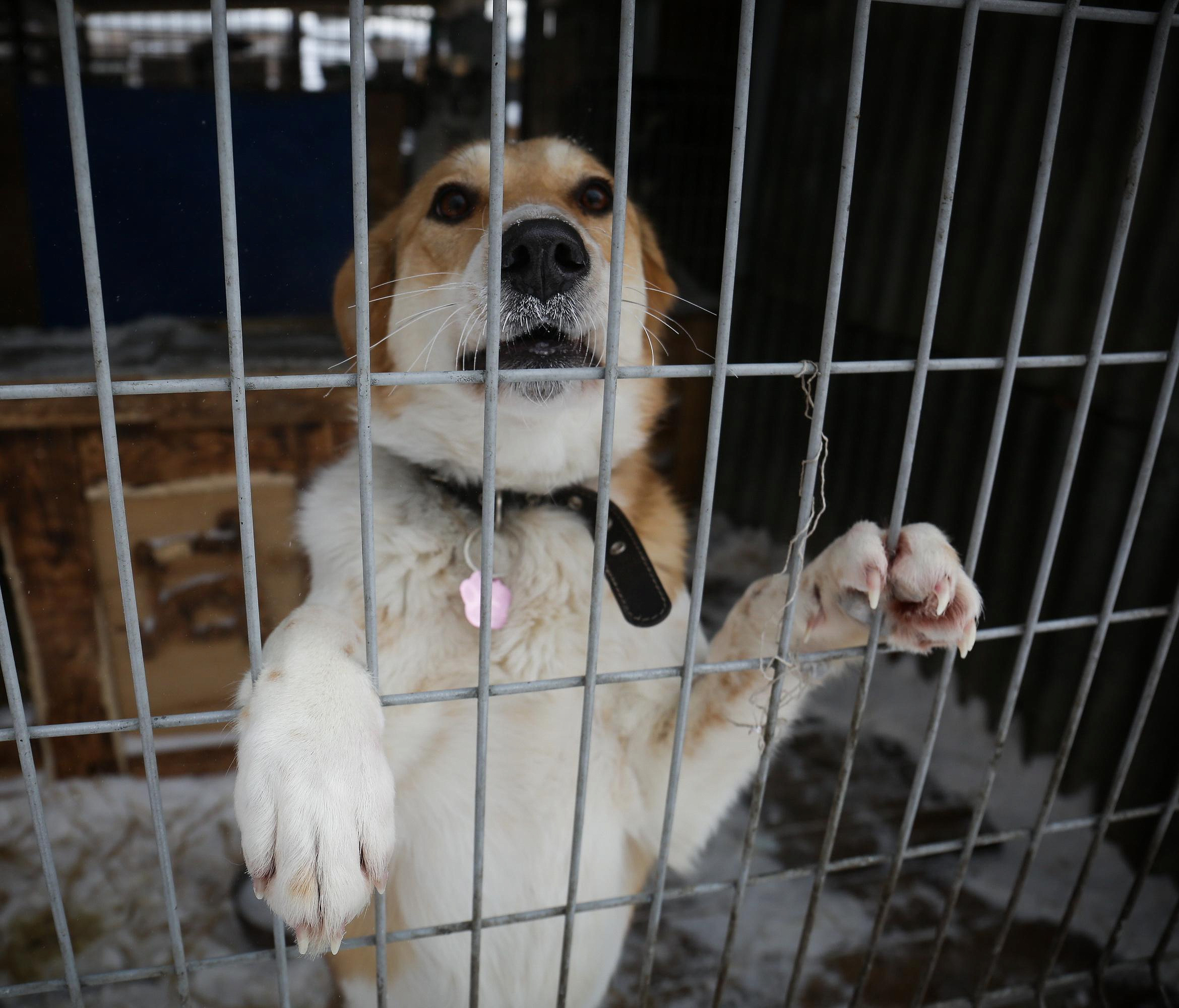 Нянька для стаи: собачий приют в Новосибирске ищет сотрудников
