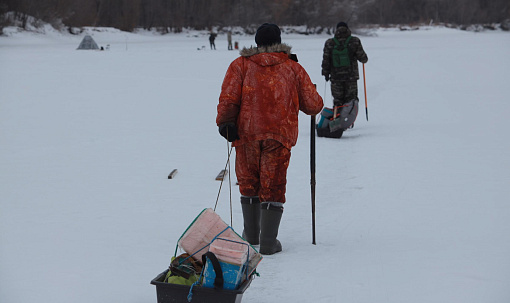 В Новосибирской области из ледового плена спасли более 300 косуль