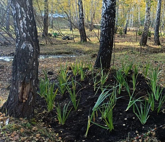 Ирисы, камыши и кровохлёбки: что высаживают в парках Новосибирска осенью