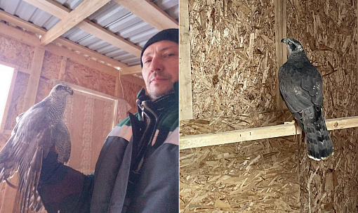 Ястреба-тетеревятника Адель взяли работать на Гусинобродский полигон