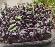 Микрозелень: как вырастить её дома и действительно ли она так полезна