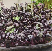 Микрозелень: как вырастить её дома и действительно ли она так полезна