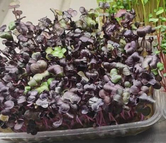 Микрозелень: как вырастить её дома и действительно ли она так полезна