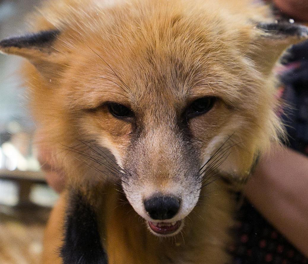 Очаг бешенства обнаружили у общежития в левобережье Новосибирска