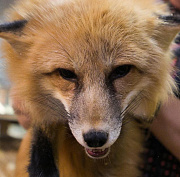 Очаг бешенства обнаружили у общежития в левобережье Новосибирска