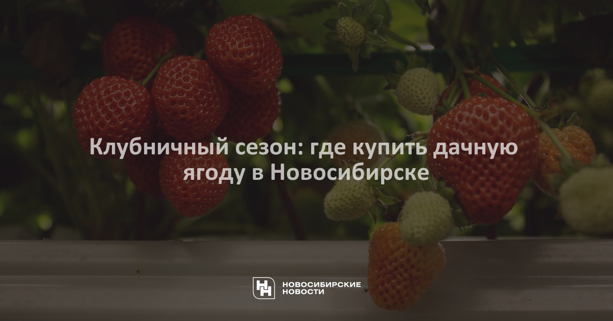 Дачная ягодная расписание